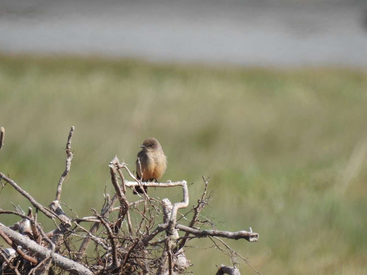 Say's Phoebe - ML450032921