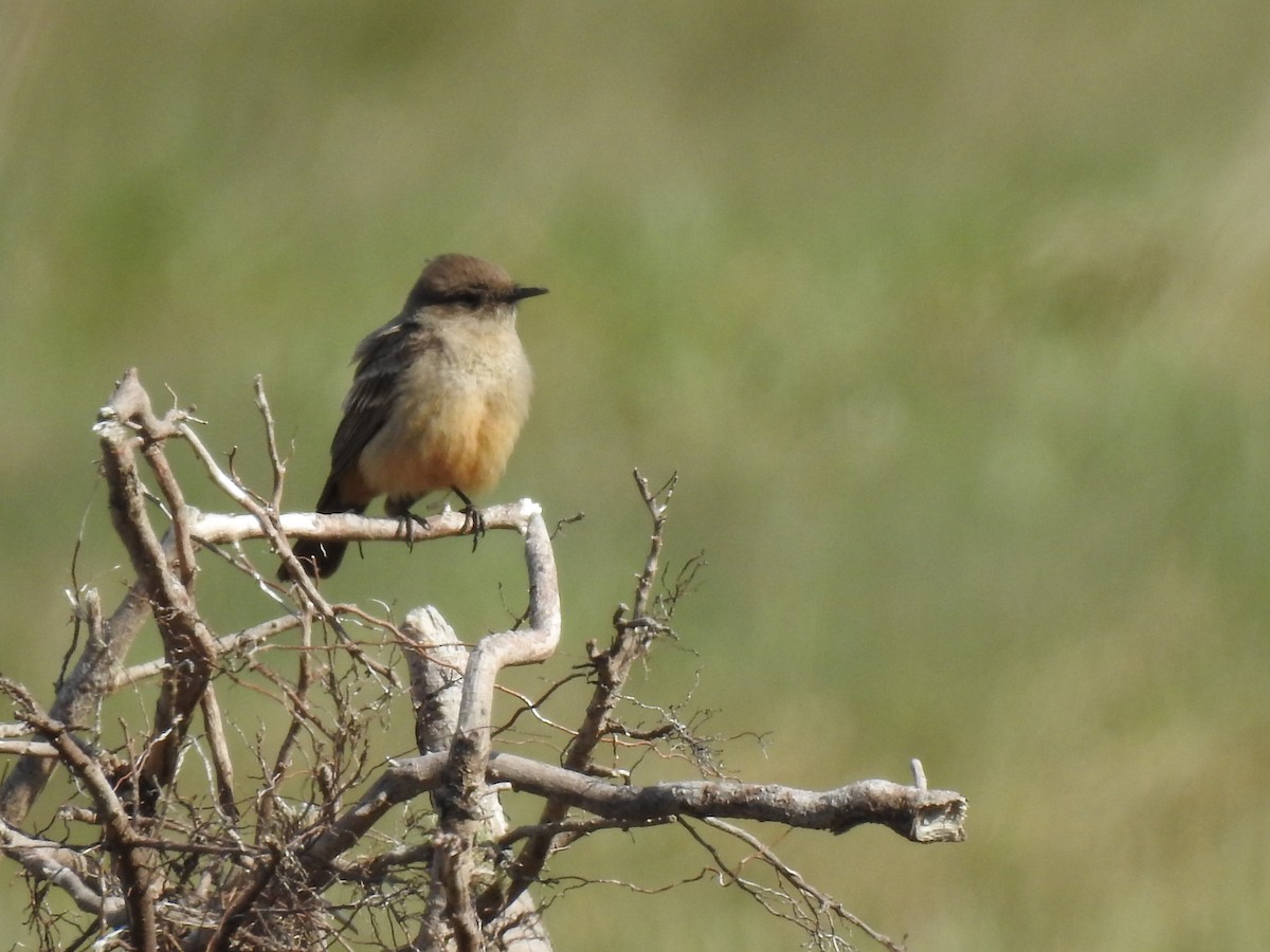 Say's Phoebe - ML450032931