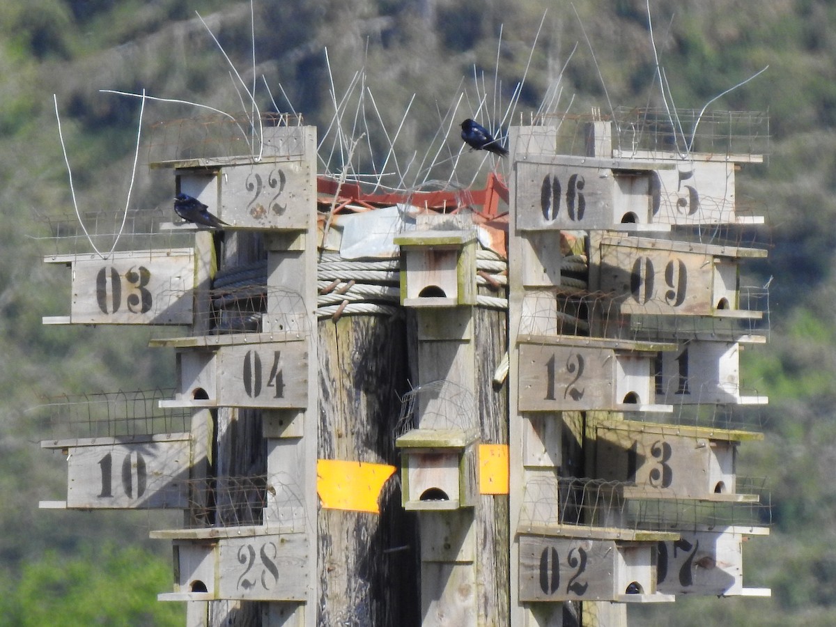 Purple Martin - John Buchanan