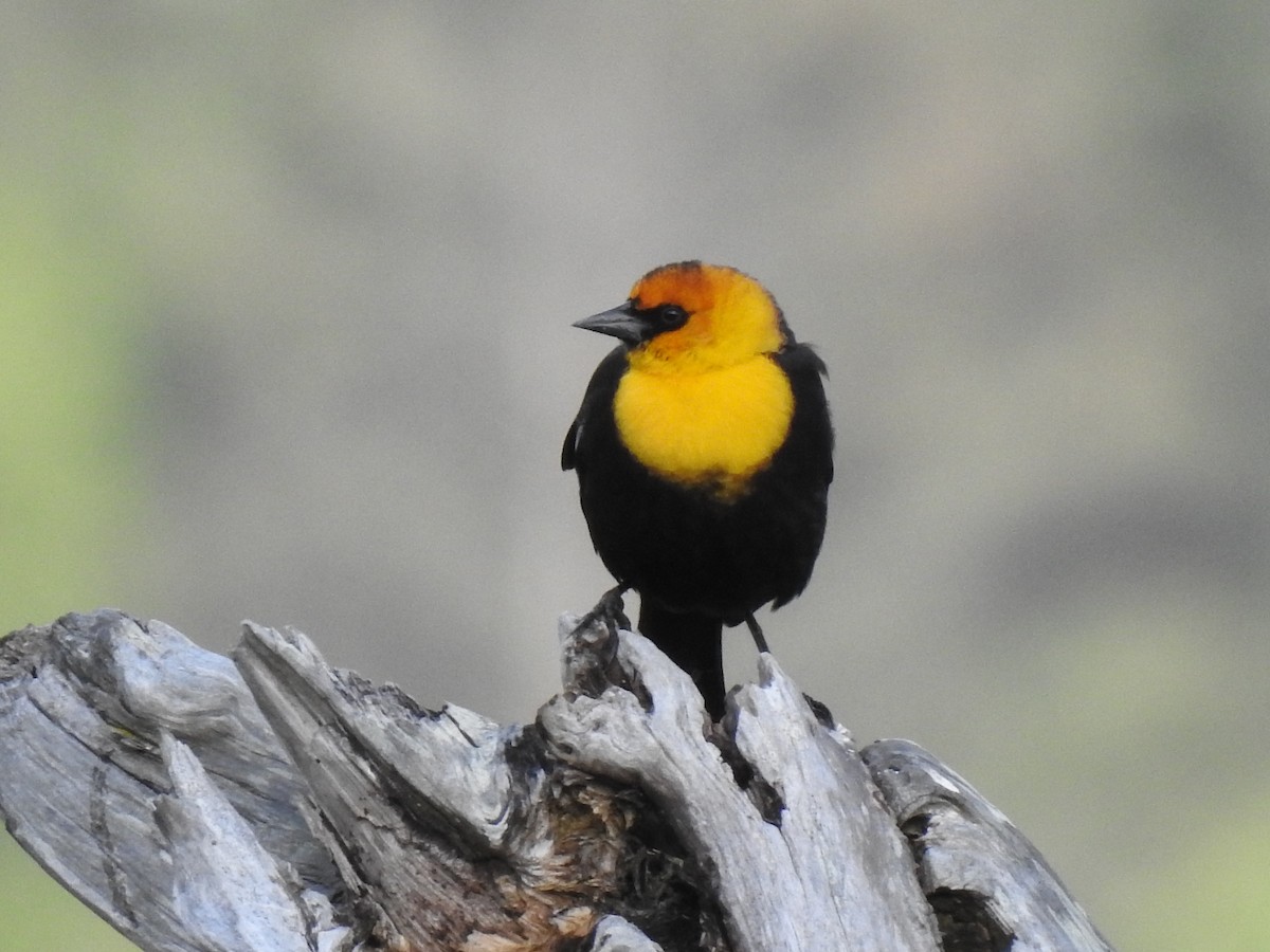 Yellow-headed Blackbird - ML450033011