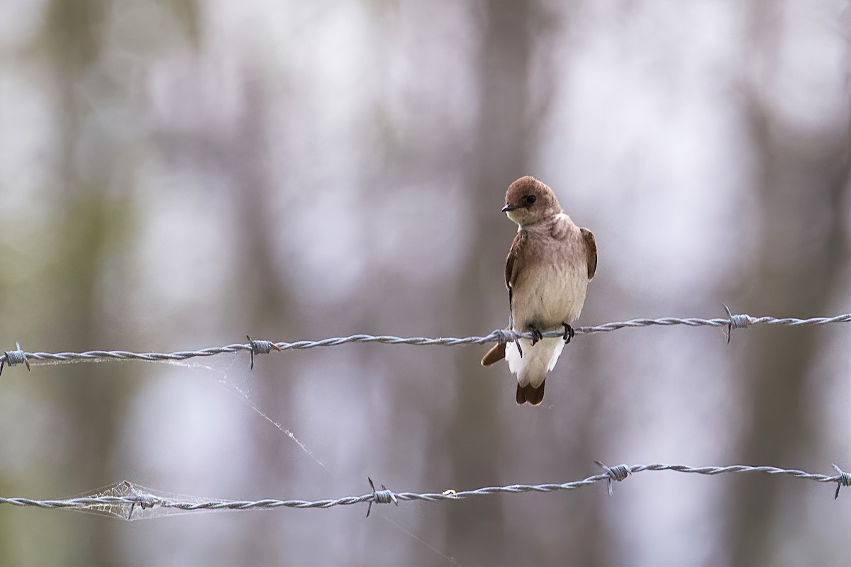 Northern Rough-winged Swallow - ML450034181