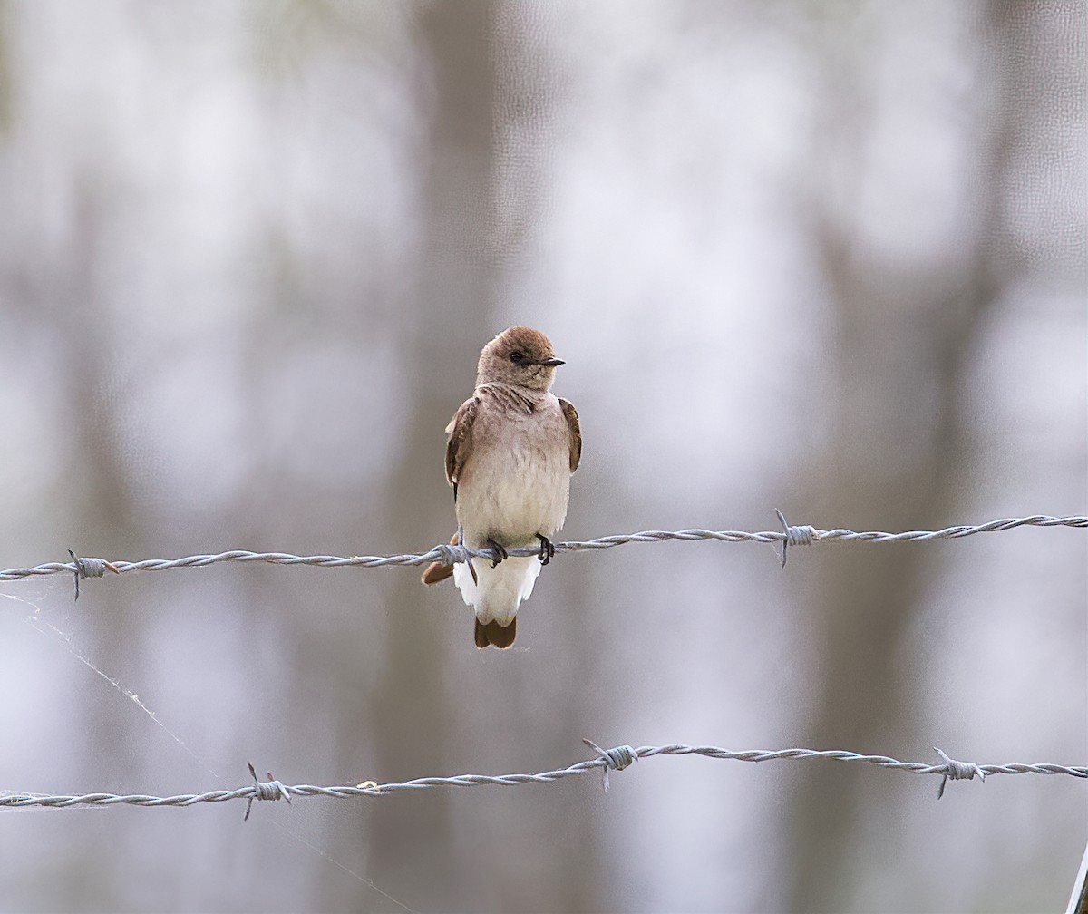 Northern Rough-winged Swallow - ML450034191