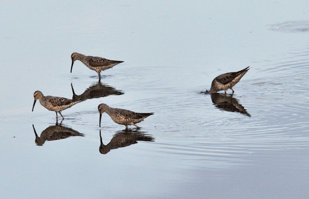 Stilt Sandpiper - ML450036601