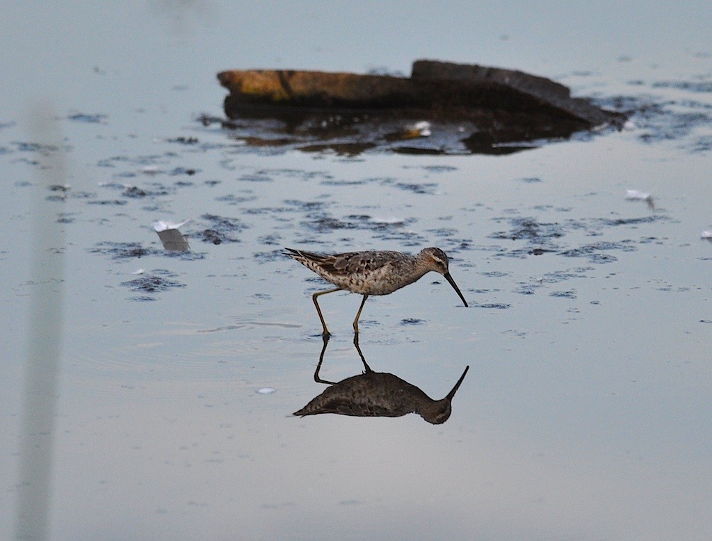 Stilt Sandpiper - ML450036611