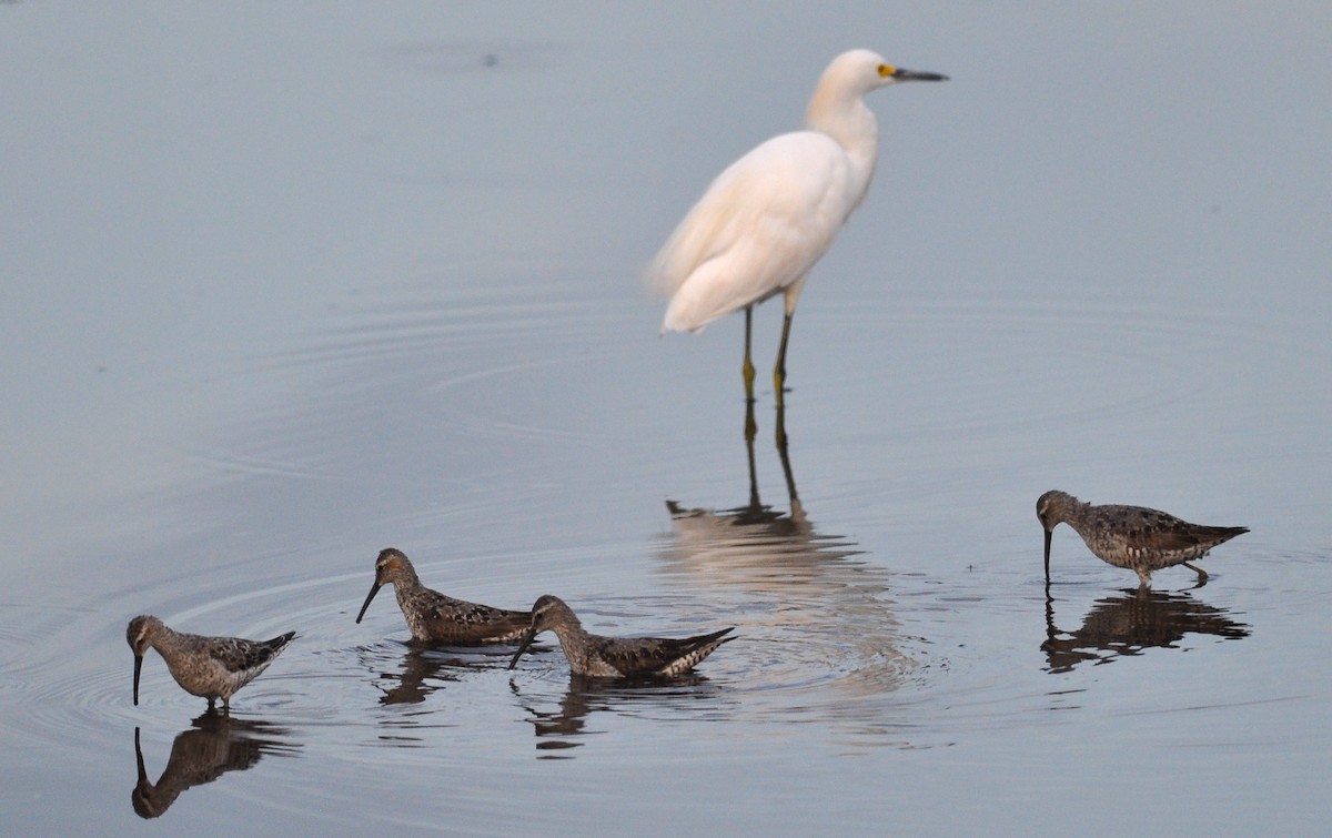 Stilt Sandpiper - ML450036621