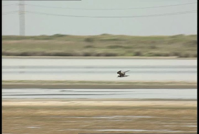 Black Tern (American) - ML450037