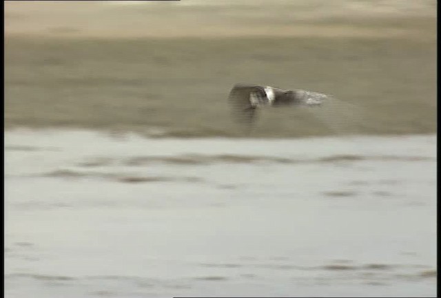 Black Tern (American) - ML450038