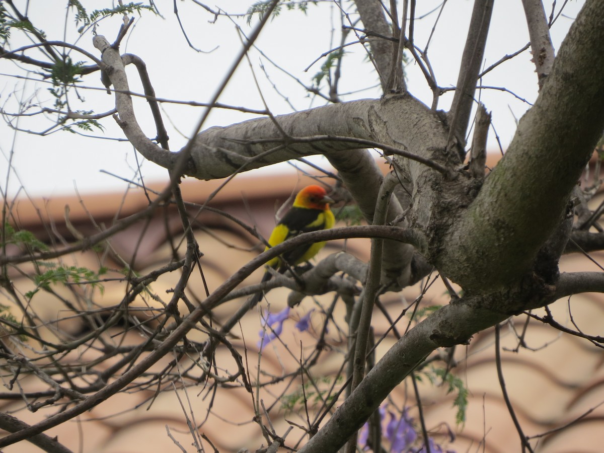 Western Tanager - Terry Hill