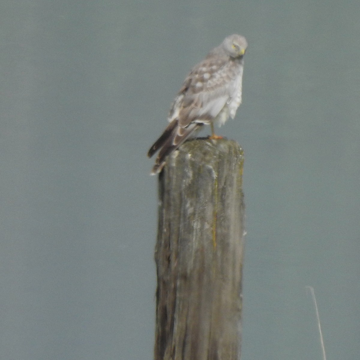 Northern Harrier - Jim Walton