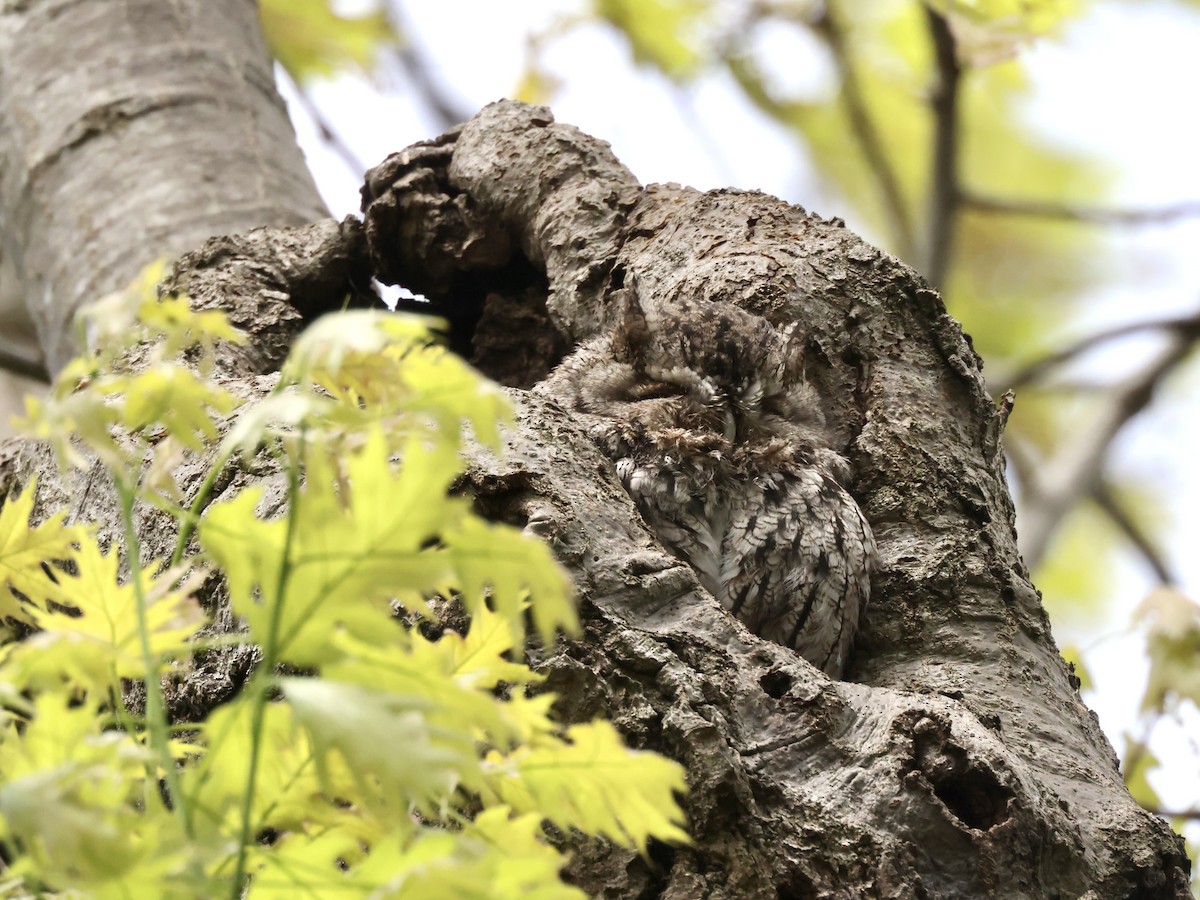 Eastern Screech-Owl - ML450041891