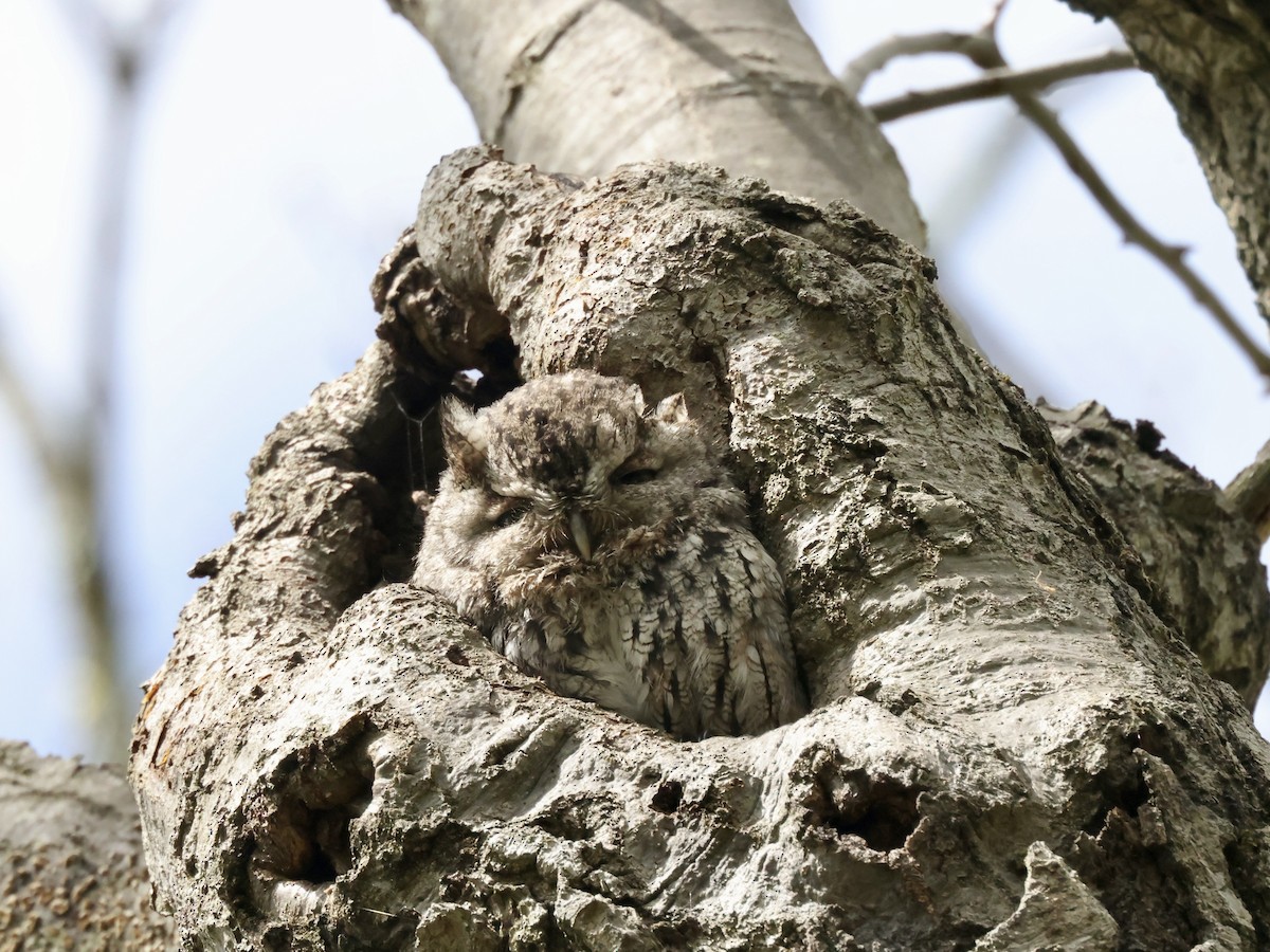 Eastern Screech-Owl - ML450041911