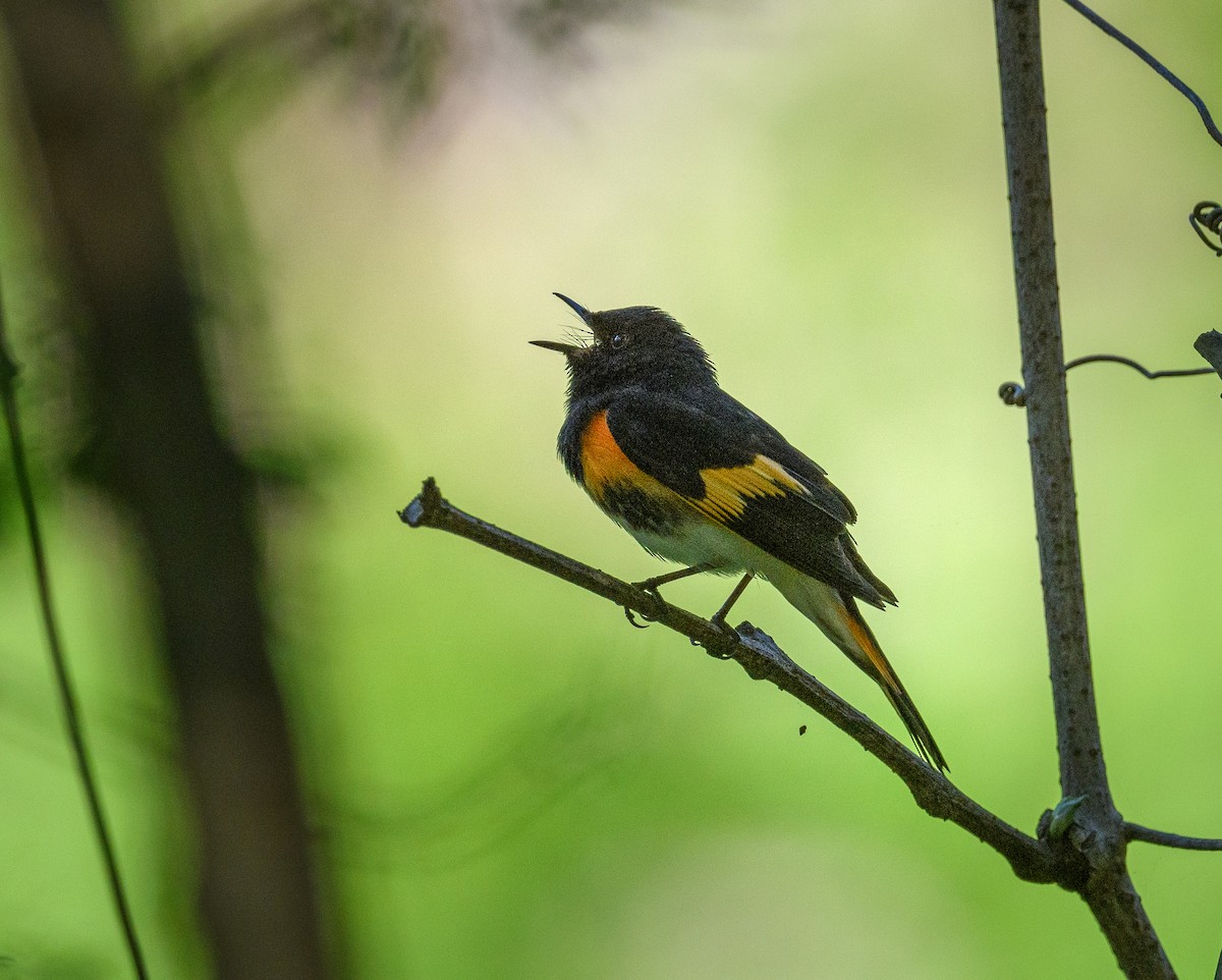 American Redstart - ML450042941