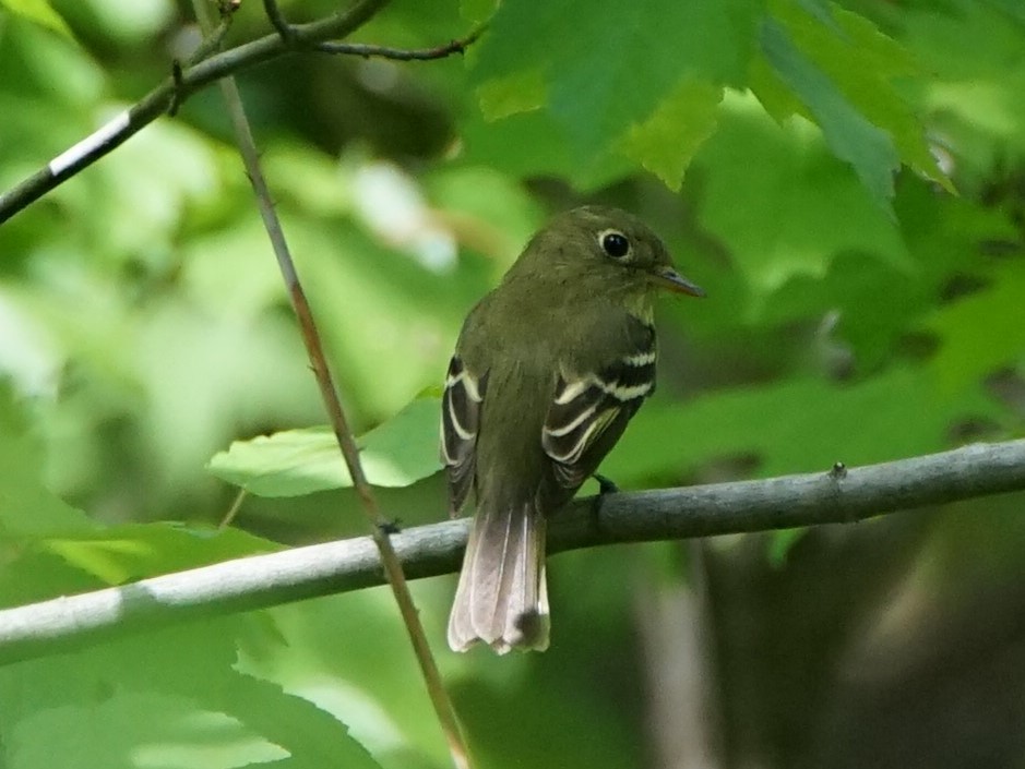 Yellow-bellied Flycatcher - ML450044611