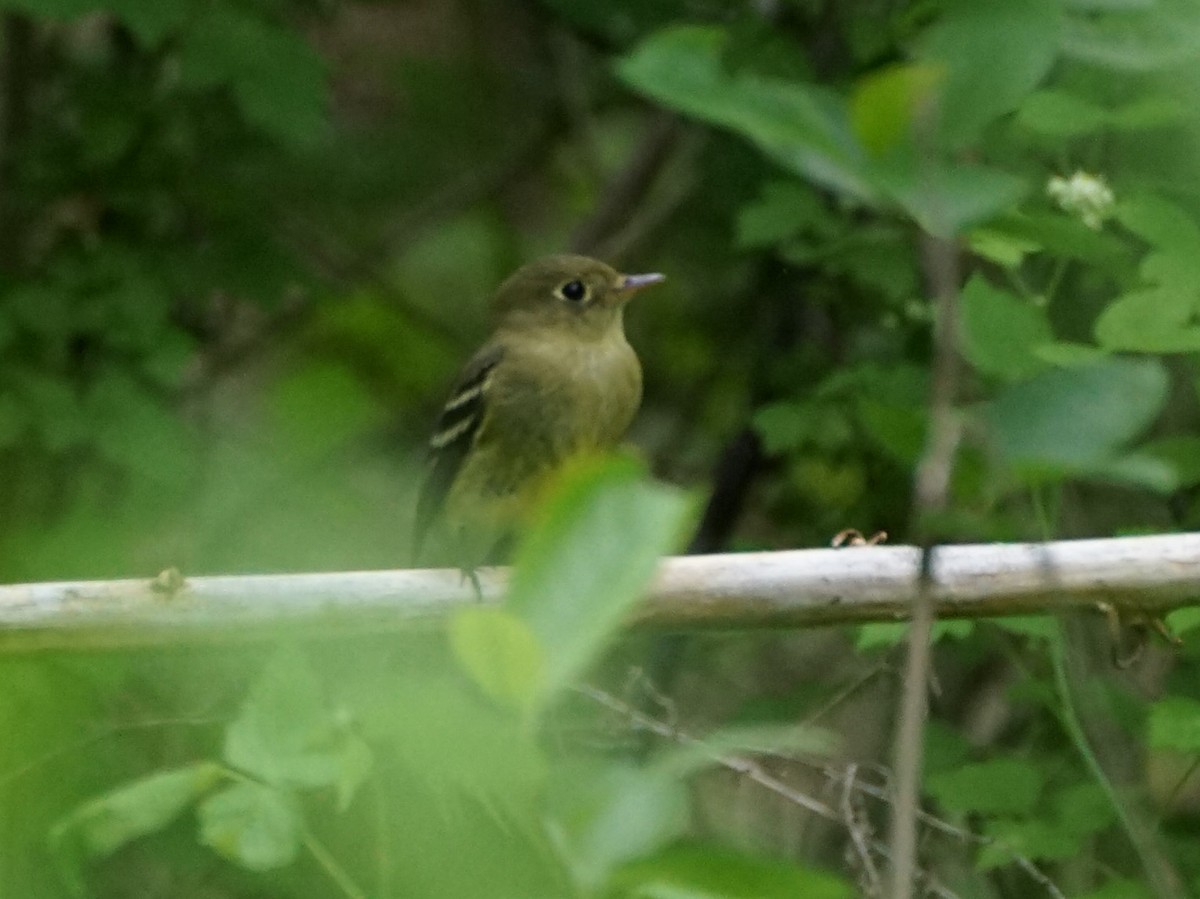 Yellow-bellied Flycatcher - ML450044661