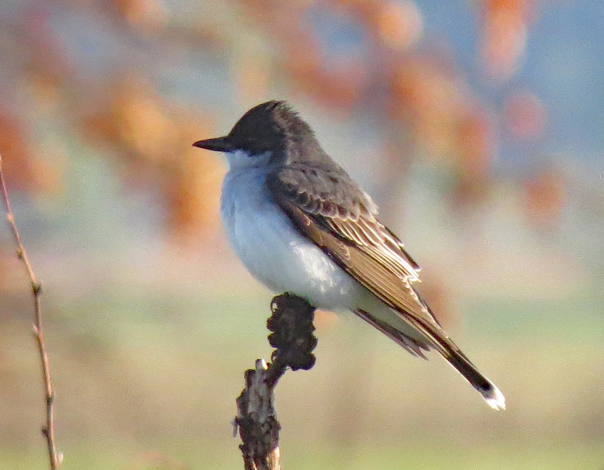 Eastern Kingbird - ML450044911