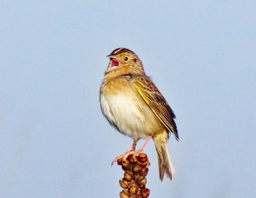 Grasshopper Sparrow - ML450045221