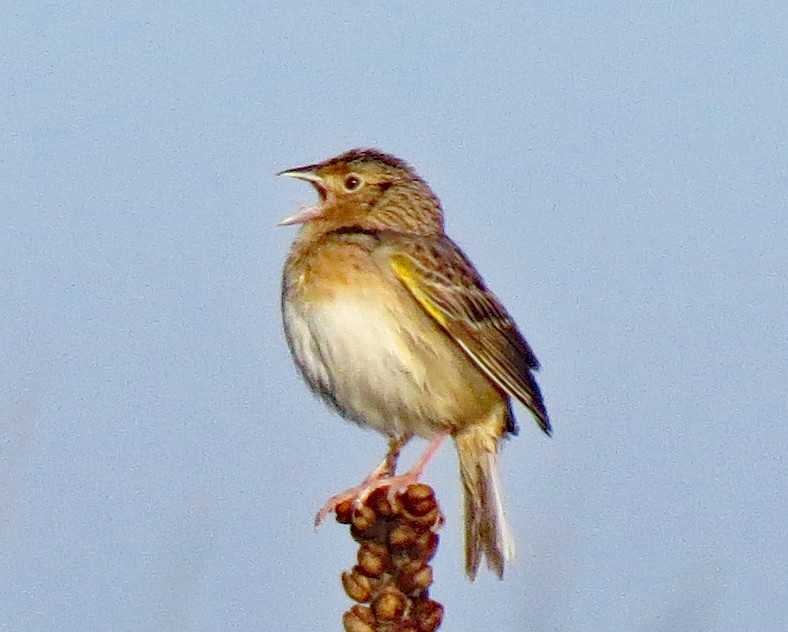 Grasshopper Sparrow - ML450045231