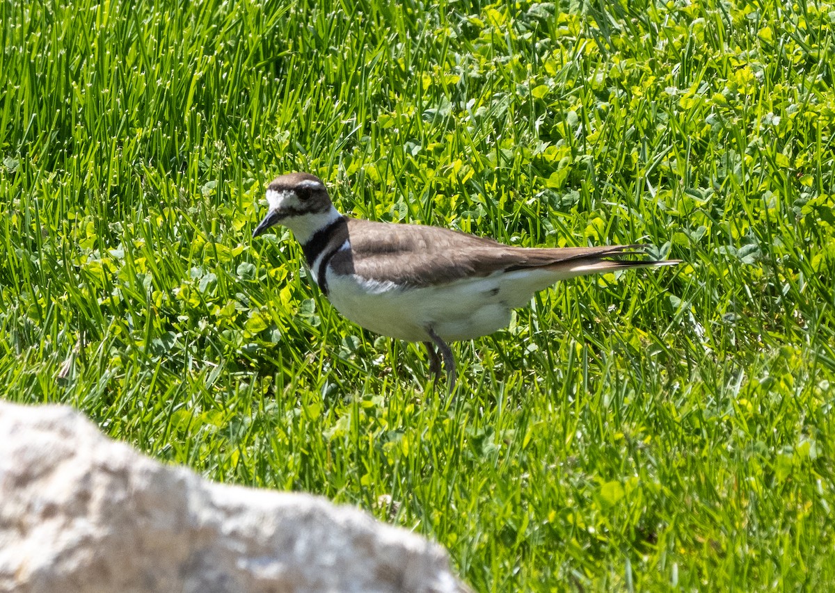 Killdeer - ML450045501