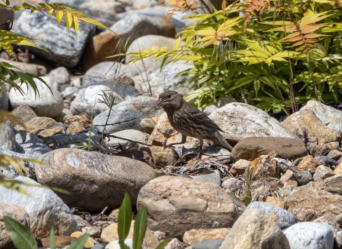 House Finch - ML450045841