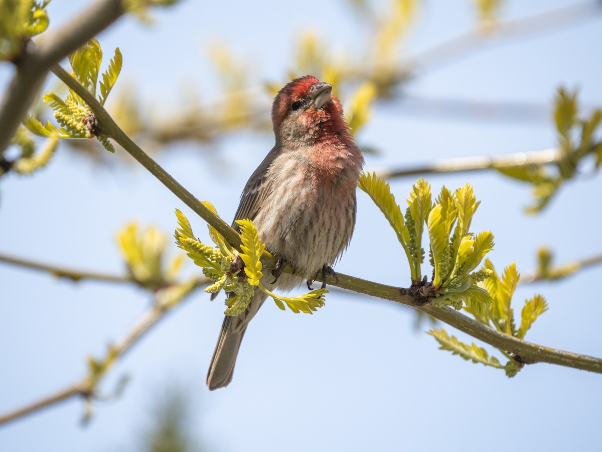 House Finch - ML450045851