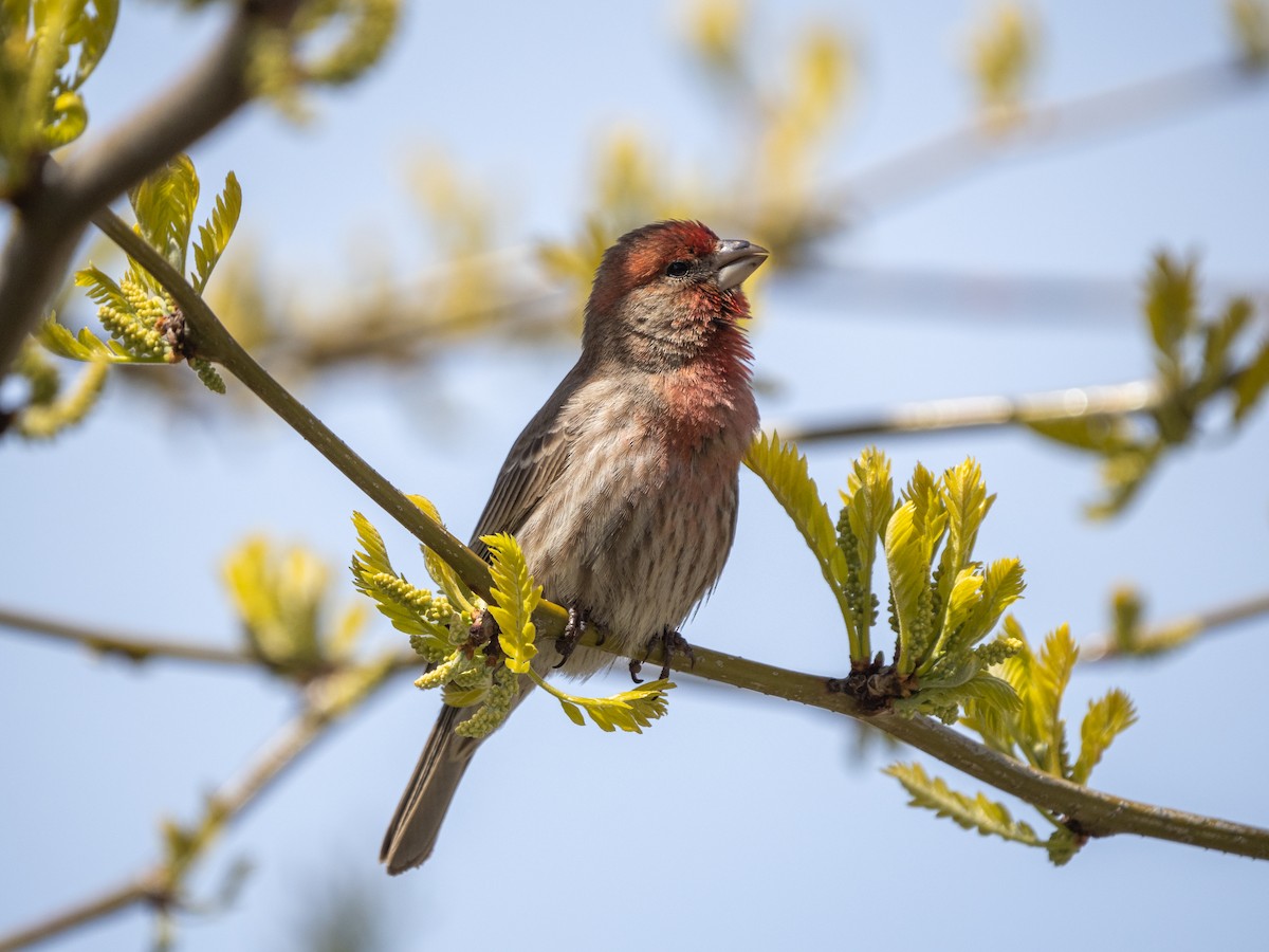 House Finch - ML450045861