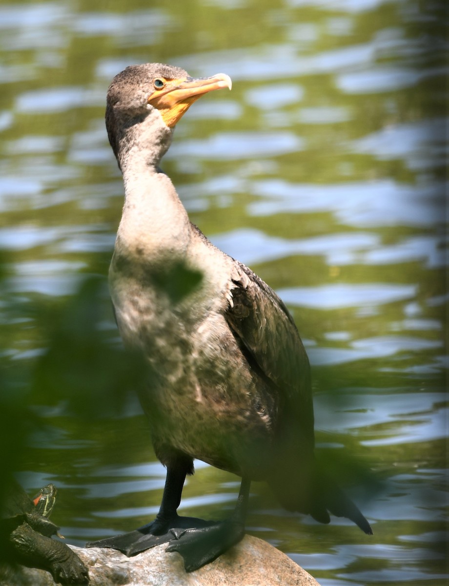 Double-crested Cormorant - ML450046041