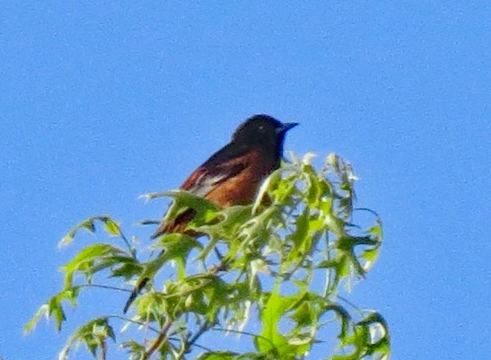 Orchard Oriole - ML450046231