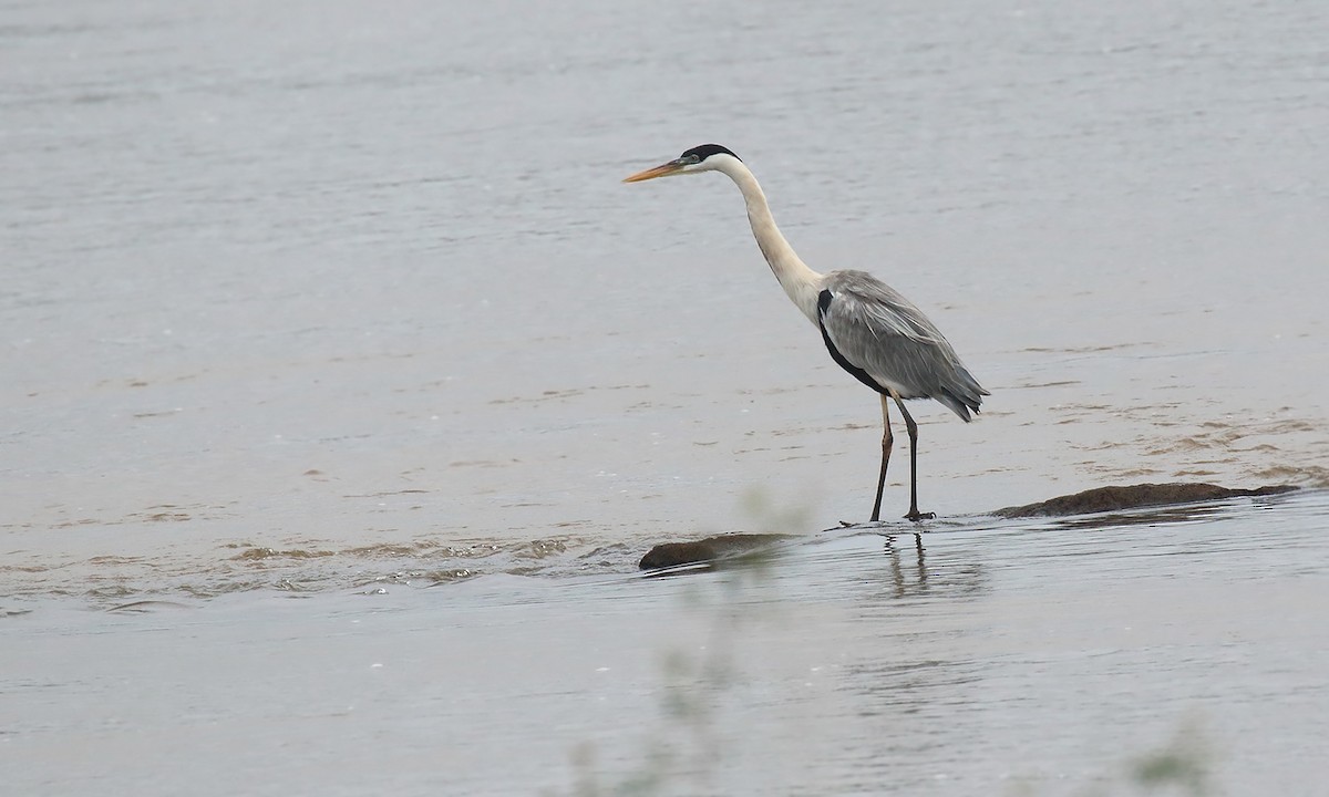 Cocoi Heron - Adrián Braidotti