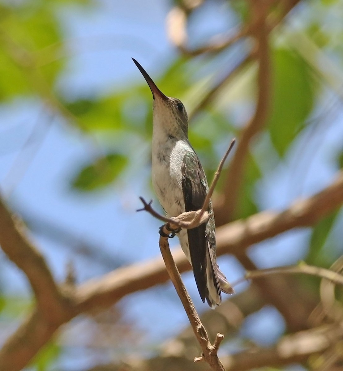 White-bellied Hummingbird - Trevor Ellery