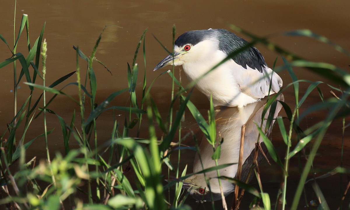 Black-crowned Night Heron - ML450046561