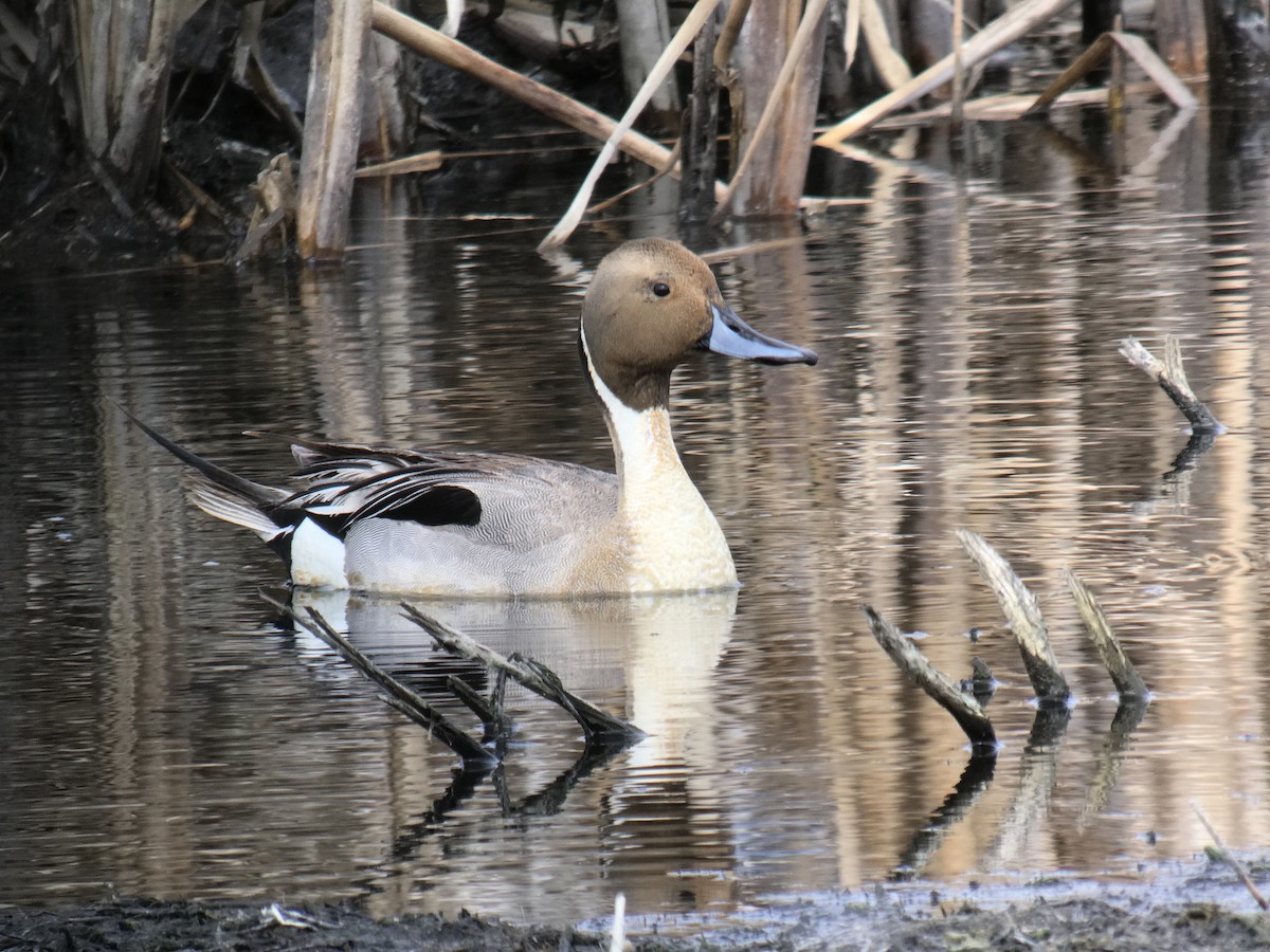 Northern Pintail - ML450047881