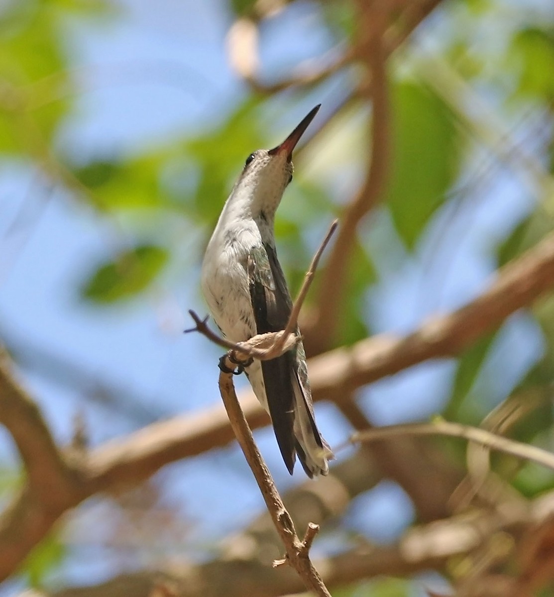 White-bellied Hummingbird - Trevor Ellery