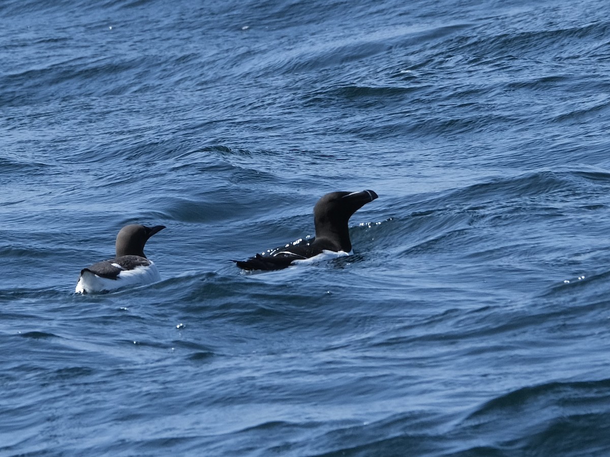 Razorbill - ML450048991