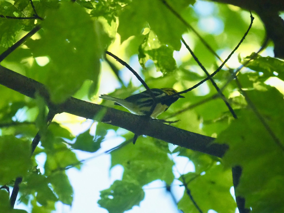 Black-throated Green Warbler - Ingrid Messbauer