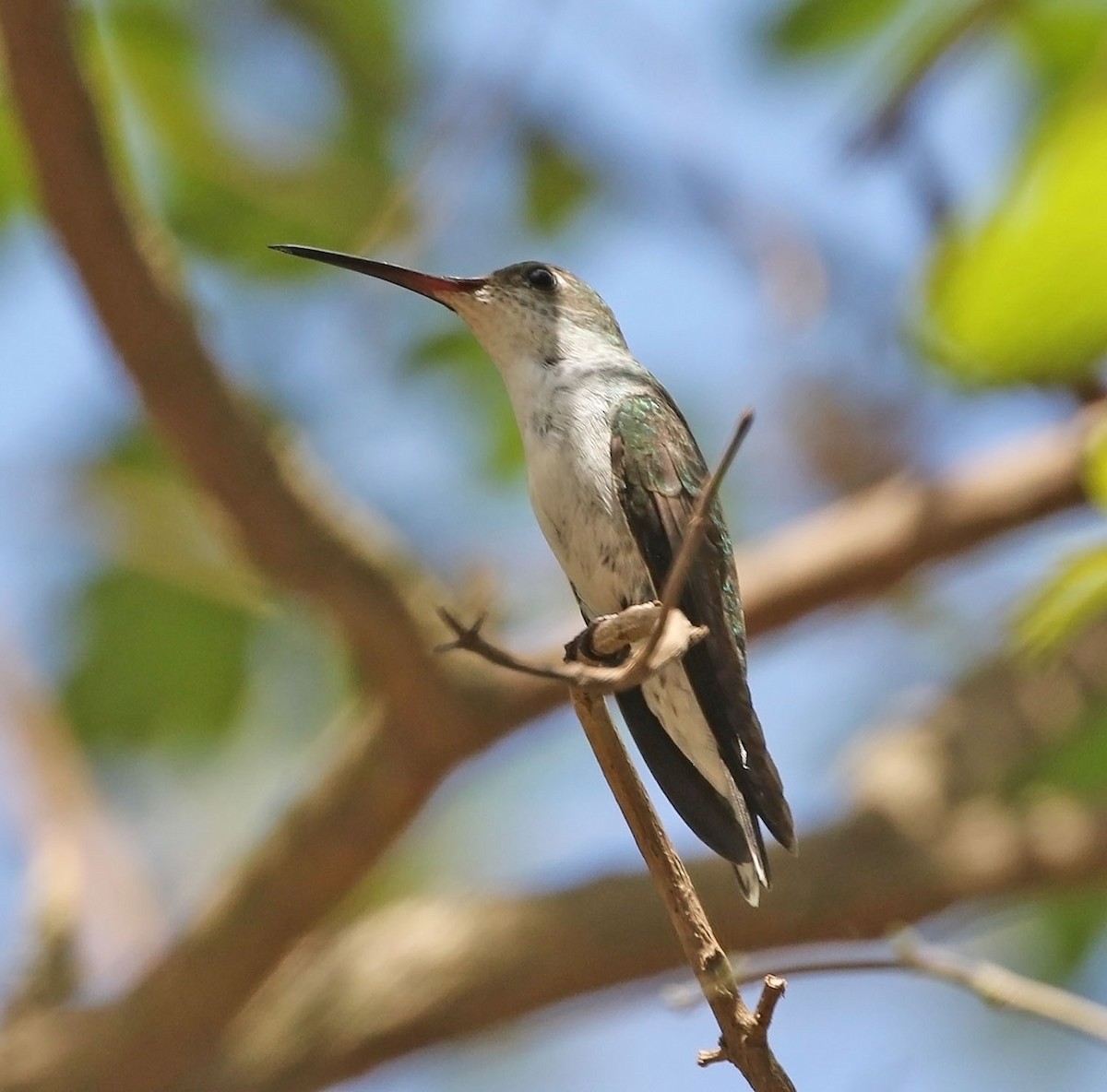 White-bellied Hummingbird - ML450050711