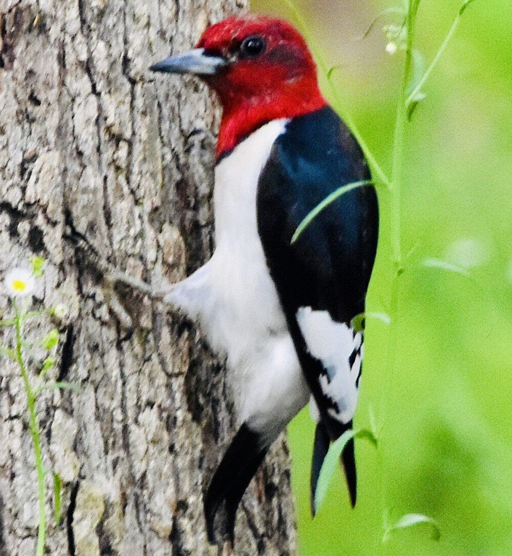 Red-headed Woodpecker - ML450053011
