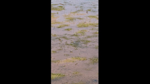 חופית זעירה - ML450053321
