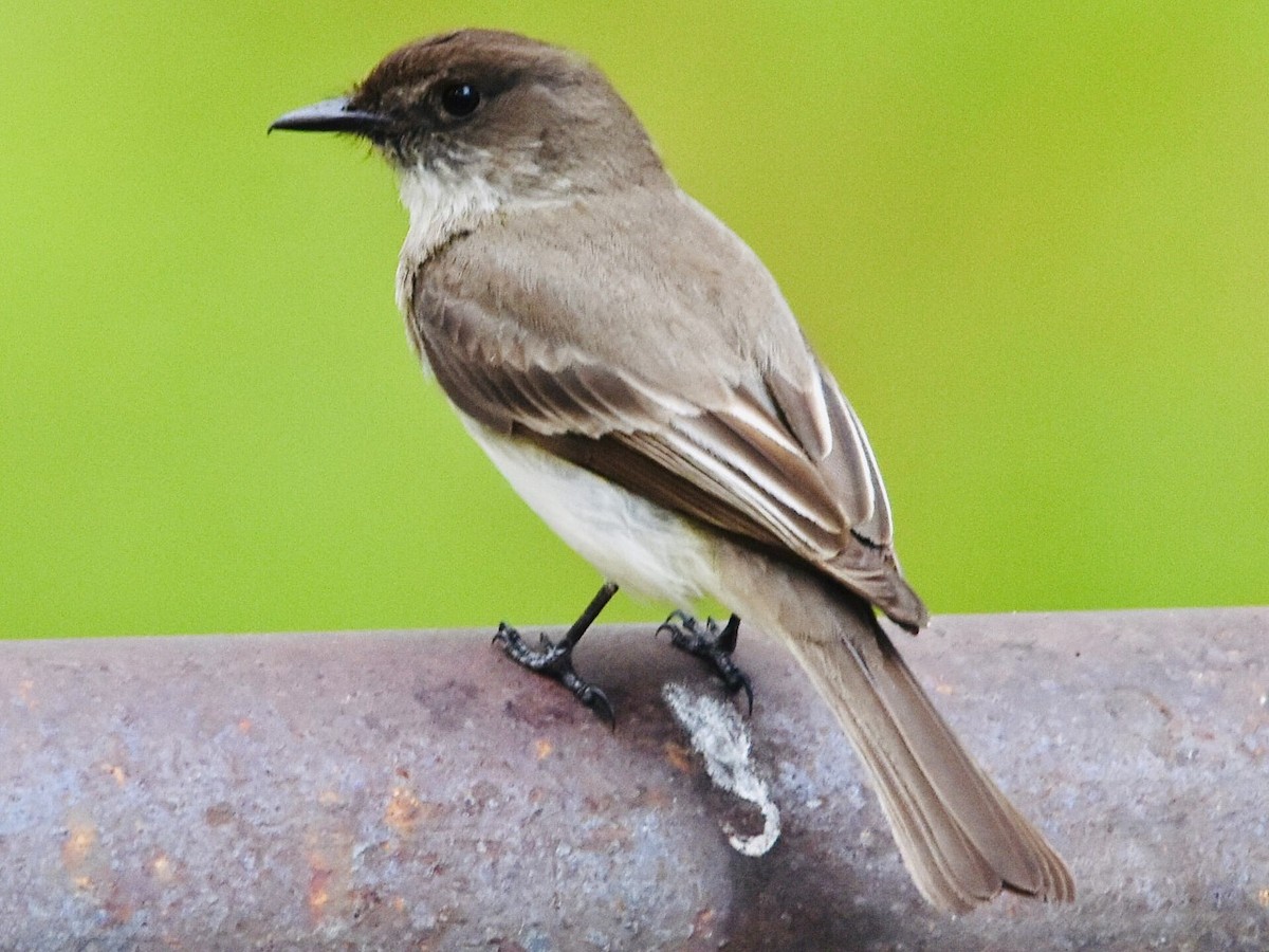 Eastern Phoebe - ML450053511