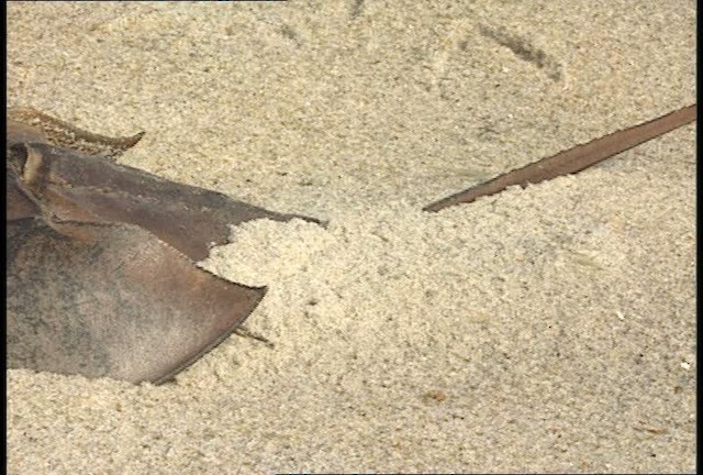 Atlantic Horseshoe Crab - ML450054