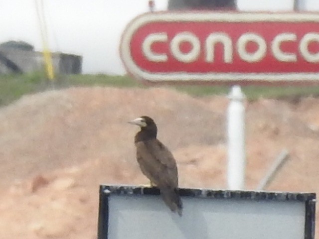 Brown Booby - ML450055771