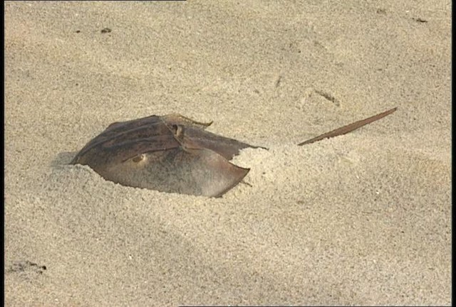 Atlantic Horseshoe Crab - ML450056