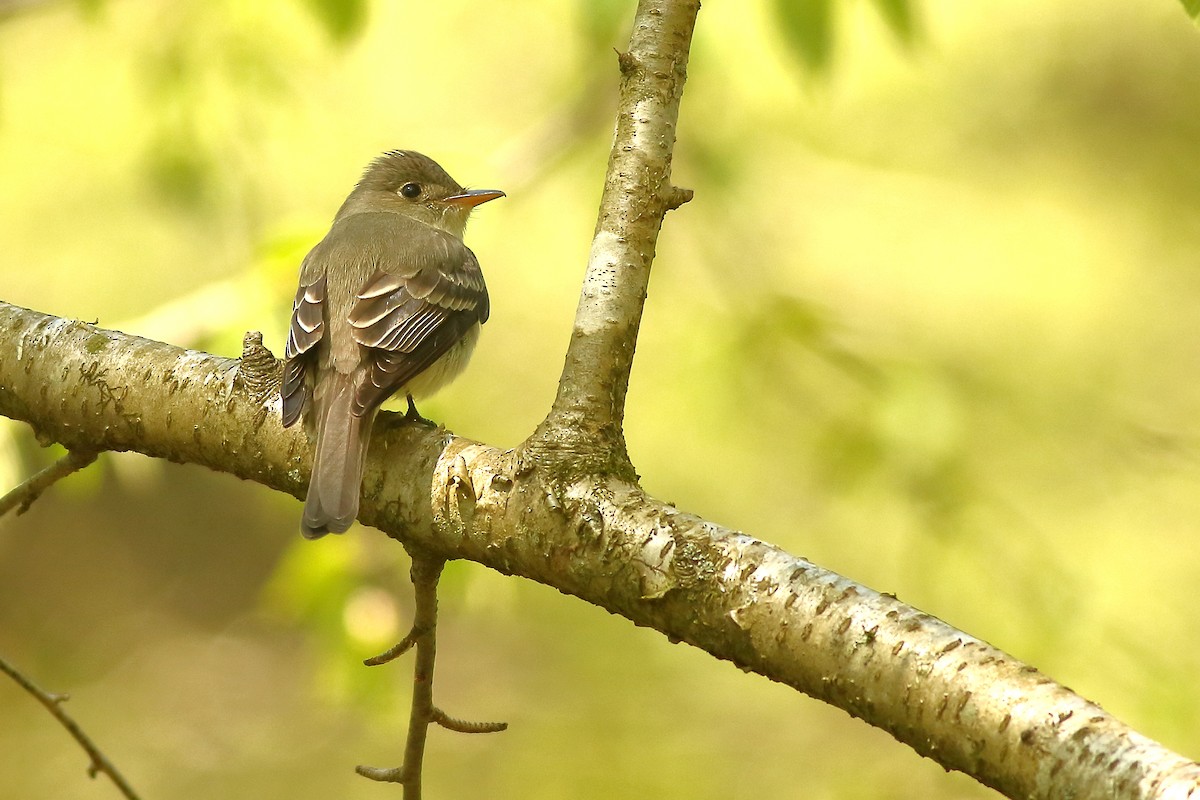 Eastern Wood-Pewee - ML450056331