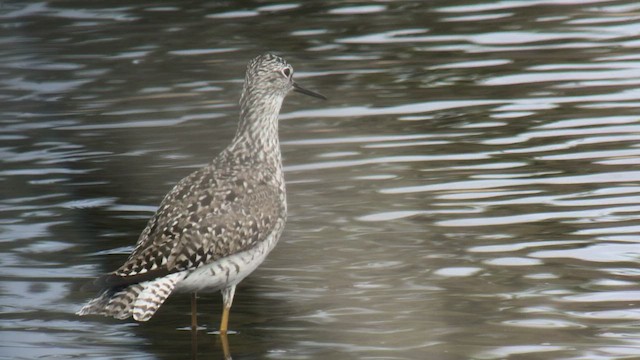 Lesser Yellowlegs - ML450056851