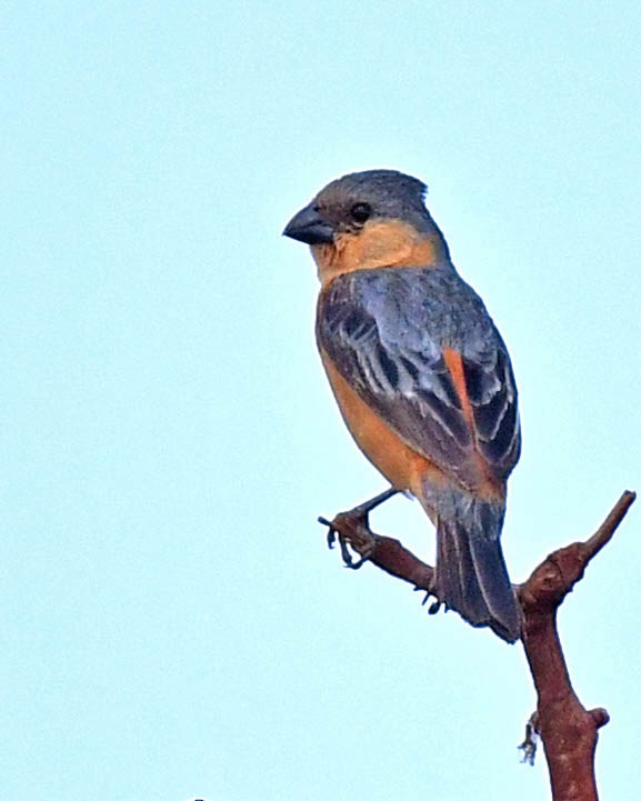 Tawny-bellied Seedeater - ML450061241