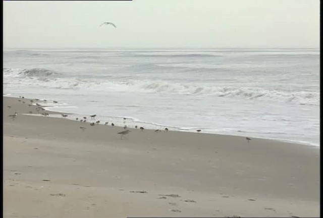 Calidris sp. - ML450062