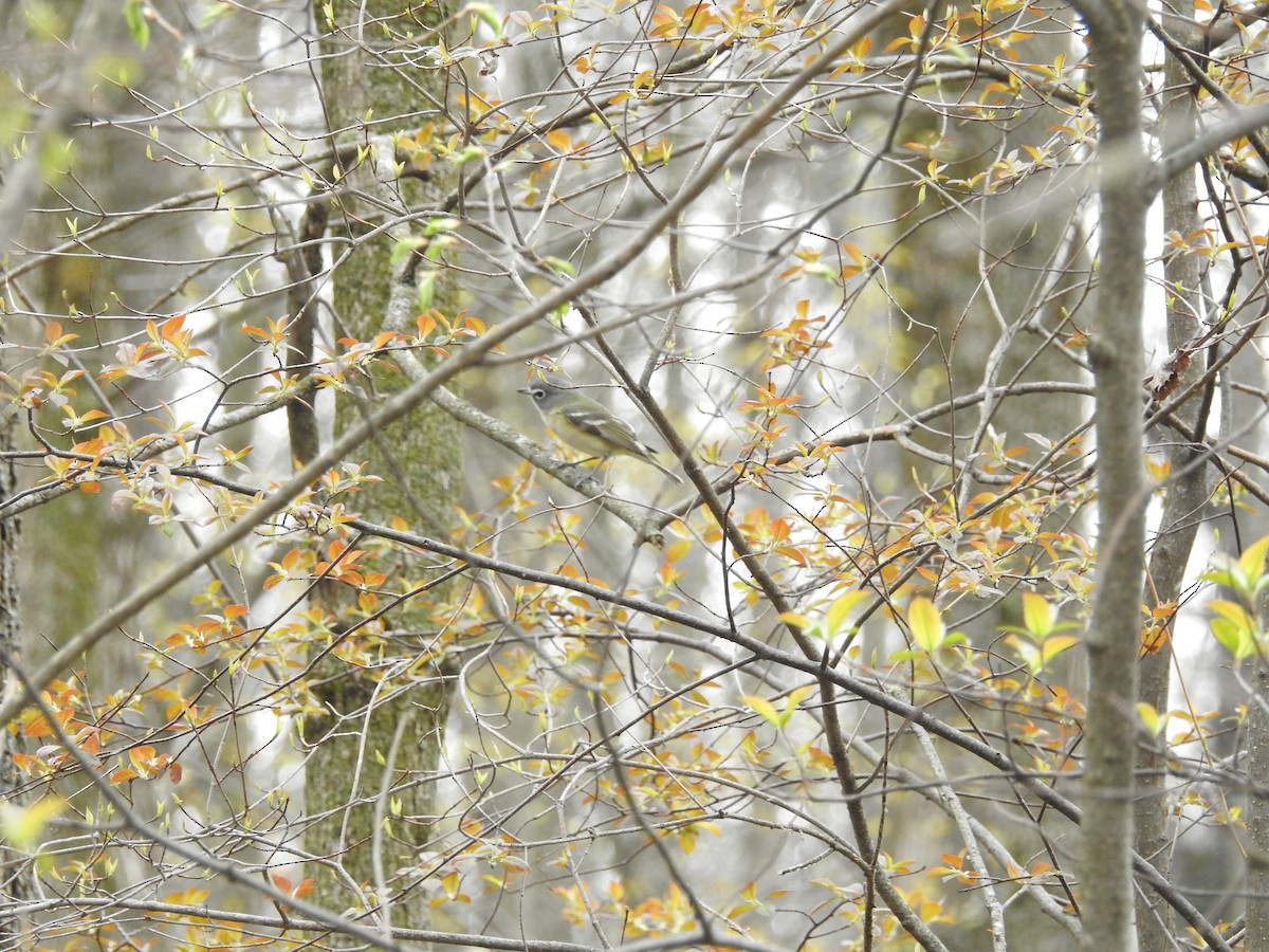 Vireo Solitario - ML450062651