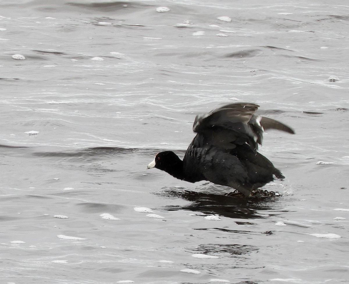 American Coot - Betsy Thorsteinson