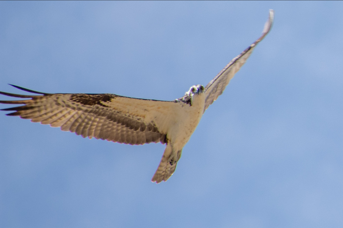 Balbuzard pêcheur - ML450063971