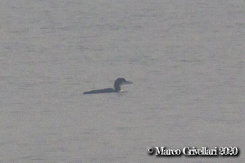 Common Loon - Marco Crivellari