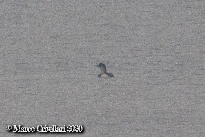 Common Loon - Marco Crivellari